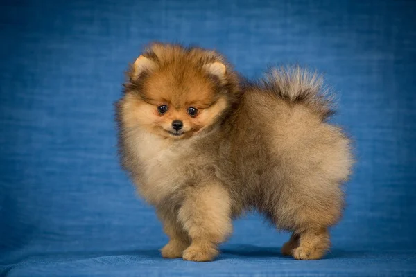 cute and fluffy Pomeranian or toy Spitz stands on a blue background