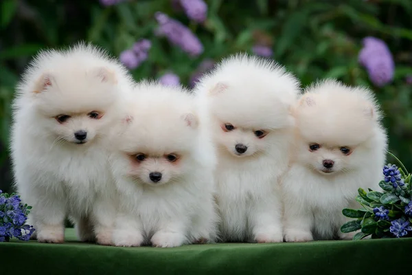 four white fluffy puppies of Pomeranian Spitz are sitting together on green grass