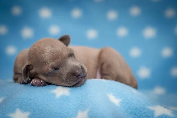 小さな灰色の新生児の子犬が星空の下で眠る — ストック写真