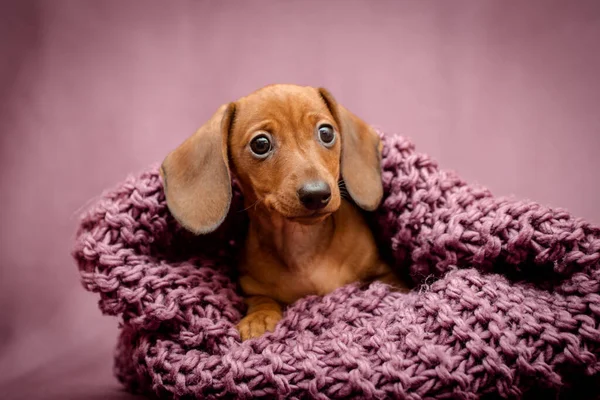 Güzel Zencefilli Dachshund Köpeği Mor Örgü Bir Eşarbın Içine Saklandı — Stok fotoğraf