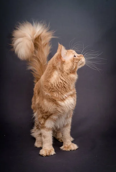 Maine Coon Fluffy Red Cat Stands Black Studio — Stock Photo, Image