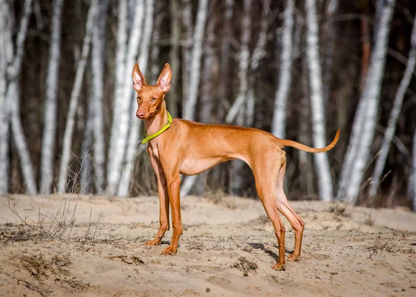 Raça Cão Vermelho Cirneco Del Etna Está Uma Floresta Bétula — Fotografia de Stock