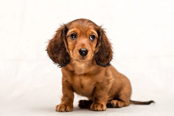 Cachorrinho Dachshund Vermelho Cão Gengibre Bonito Com Orelhas Desgrenhadas Fechar — Fotografia de Stock