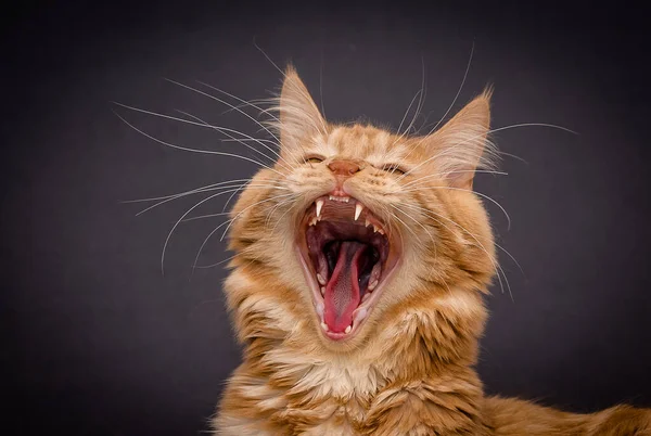 red fluffy striped young cat with wide open mouth screaming yawning shows sharp teeth and a red tongue