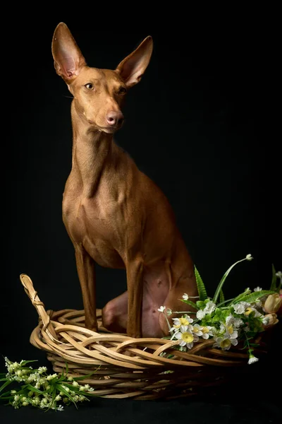 Cão Vermelho Raça Cirneko Senta Uma Cesta Com Flores — Fotografia de Stock