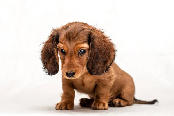 Rojo Pelo Perrito Salchicha Muy Triste Que Está Sentado Llorar — Foto de Stock