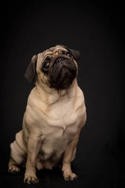 Triste Pug Sentado Contra Parede Preta — Fotografia de Stock