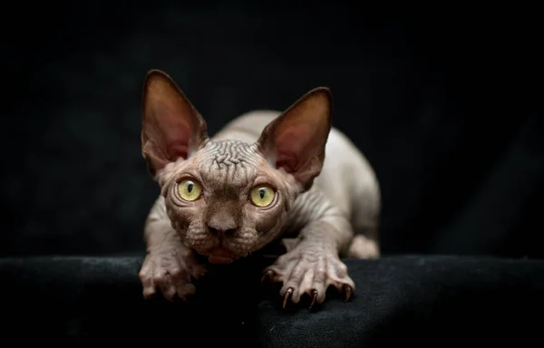 Sphynx Kot Szary Łysy Pazury Pomarszczone Przygotowanie Skoku Studio Zdjęcie — Zdjęcie stockowe