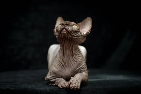 Sphynx Cat Gray Bald Wrinkled Lies Looks Studio Photo Black — Stock Photo, Image