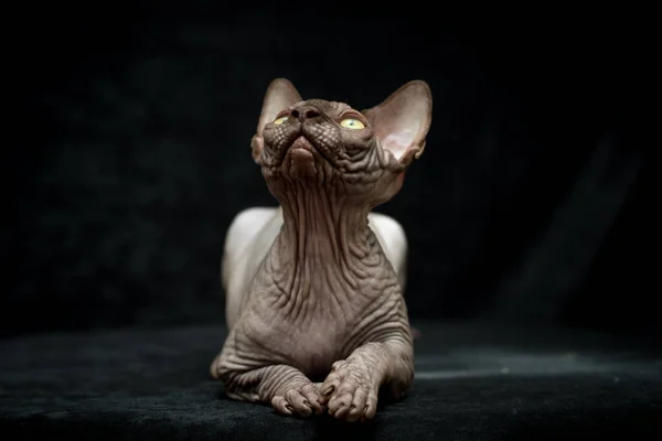 Sphynx猫灰蒙蒙的秃头谎言 在黑色背景上看摄影棚的照片 — 图库照片