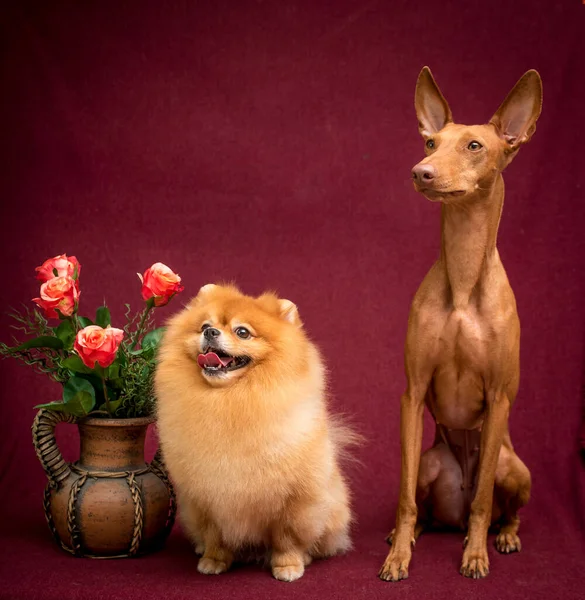 Foto Estúdio Dois Cães Vermelhos Raça Pura Com Buquê Rosas — Fotografia de Stock