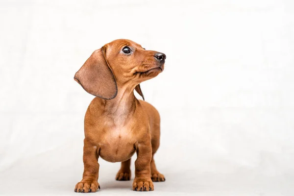 Estúdio Tiro Lindo Cachorro Dachshund Vermelho Isolado Fundo Branco — Fotografia de Stock