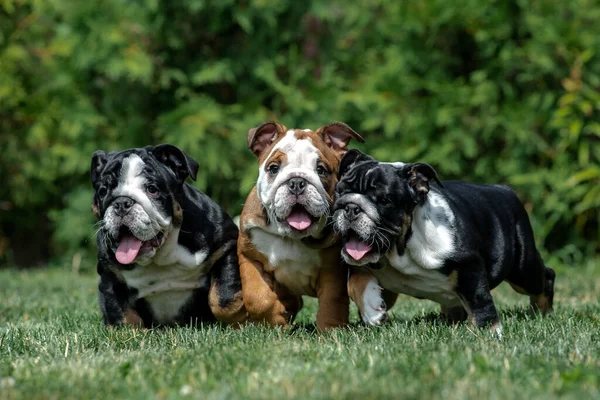 Tre Vackra Söta Engelska Bulldog Valpar Som Står Tillsammans Grönt — Stockfoto