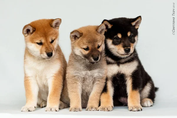 柴犬の色が違う3匹の子犬が白い背景に座っています — ストック写真