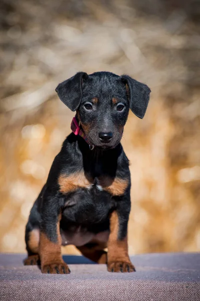 德国野狗品种的非常漂亮的黑色小狗栖息在大自然的背景下 — 图库照片
