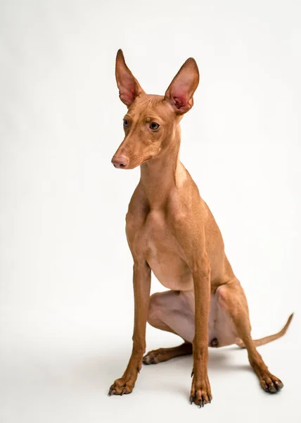 Jovem Cão Raça Cirneco Del Etna Senta Isolado Fundo Branco — Fotografia de Stock