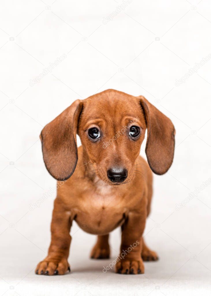 Studio shot of a beautiful red dachshund puppy isolated on a white background