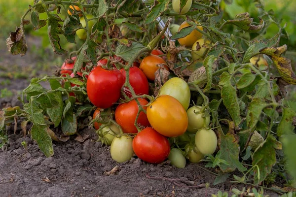 Bahçedeki kuru bir bitki üzerinde yetişen olgun kırmızı domatesler organik tarım, doğal sebze hasadı ve tarım kavramına yakın.