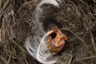 Yuvadaki yeni doğmuş kuş yavrusu yaban hayatı ve doğadaki yeni yaşamı sembolize eden tüyle yakın duruyor..