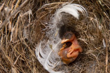 Yuvadaki yeni doğmuş kuş yavrusu yaban hayatı ve doğadaki yeni yaşamı sembolize eden tüyle yakın duruyor..