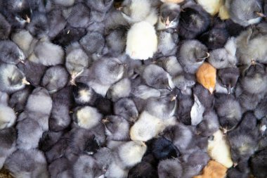 Tüylü yeni doğmuş civcivler bir araya gelerek duvar dekorasyonu ve çiftlik konsepti için yumuşak bir doğal doku arka planı oluşturdular.