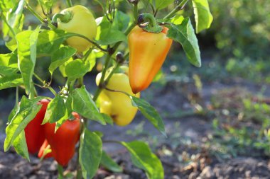 Taze toplanmış kırmızı sarı ve turuncu renkli tatlı biberler sebzelerde yetişiyor. Pazar veya mağazada satılık organik sebzeler.