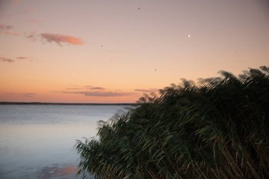 Akşamları, sakin günbatımı altında sakin suyla gölün kıyısında yoğun yeşil sazlıklar. Huzurlu doğa sahnesi, rahatlama yolculuğu ve arka plan tasarımı için idealdir.
