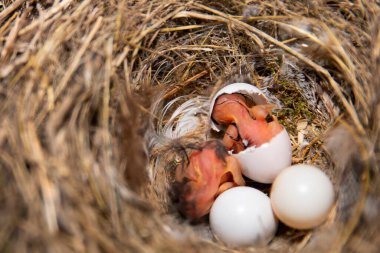 Birkaç yumurtayla kuş yuvasında yumurtadan çıkan yeni doğmuş bir civcivin editoryal görüntüsü. Doğa, yaşam döngüsü ve bahar mevsimini gösteren vahşi yaşam fotoğrafçılığı.