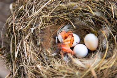 Birkaç yumurtayla kuş yuvasında yumurtadan çıkan yeni doğmuş bir civcivin editoryal görüntüsü. Doğa, yaşam döngüsü ve bahar mevsimini gösteren vahşi yaşam fotoğrafçılığı.
