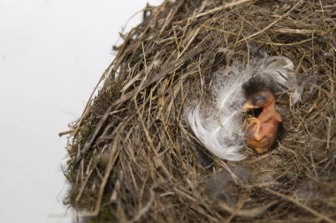 Tüylü bir yuvada dinlenen yeni doğmuş bir kuşun editör görüntüsü. Vahşi yaşam fotoğrafçılığı kırılgan yaşamı, doğayı ve hayvan dünyasını gösteriyor.