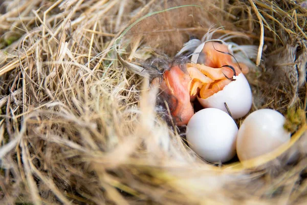 Birkaç yumurtayla kuş yuvasında yumurtadan çıkan yeni doğmuş bir civcivin editoryal görüntüsü. Doğa, yaşam döngüsü ve bahar mevsimini gösteren vahşi yaşam fotoğrafçılığı.