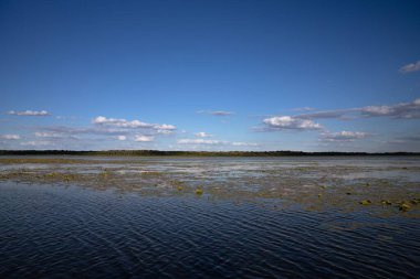Yüzen su bitkileriyle sakin nehir manzarası ve mavi gökyüzünün altındaki uzak orman bulutları doğa çevre ekolojisini ve manzaralı güzelliği sembolize ediyor.
