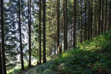 Yoğun kozalaklı orman, uzun ağaçların arasından parlayan güneş ışığı ve dağ yamacındaki yeşil çalılıklar, doğa ekolojisini ve vahşi doğayı simgeliyor.