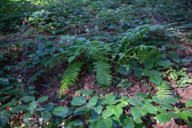 Yeşil eğreltiotu yaprakları ve orman bitkileri, ormanlık alanda güneş ışığıyla aydınlatılan su damlaları. Taze doğa ekolojisi ve vahşi bitki örtüsünü sembolize eder.