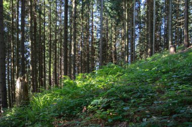 Ormanda yetişen taze yapraklı yeşil orman bitkilerinin kapatılması güneş ışığıyla aydınlanan doğa ekolojisinin tazeliğini ve vahşi bitki örtüsünü simgeliyor.