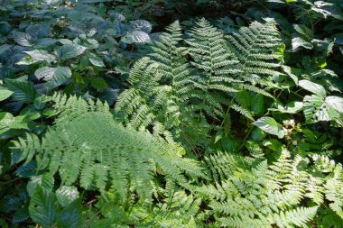 Yeşil eğreltiotu yaprakları ve orman bitkileri, ormanlık alanda güneş ışığıyla aydınlatılan su damlaları. Taze doğa ekolojisi ve vahşi bitki örtüsünü sembolize eder.