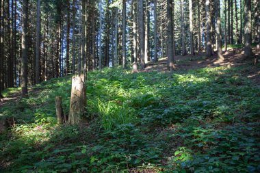 Ormanda yetişen taze yapraklı yeşil orman bitkilerinin kapatılması güneş ışığıyla aydınlanan doğa ekolojisinin tazeliğini ve vahşi bitki örtüsünü simgeliyor.
