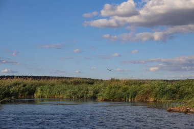 Nehir yüzeyinde mavi su dalgaları ile rüzgarda sallanan yeşil sazlıklar. Doğal sulak arazi bitkileri ve sakin manzara, doğa konsepti, ekoloji, seyahat ve rahatlama