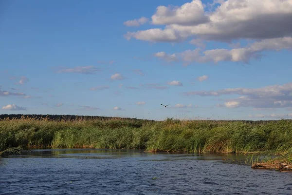 Nehir yüzeyinde mavi su dalgaları ile rüzgarda sallanan yeşil sazlıklar. Doğal sulak arazi bitkileri ve sakin manzara, doğa konsepti, ekoloji, seyahat ve rahatlama
