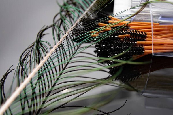 Закрыть павлинье перо, помещенное набором одноразовых щёток для ресниц на отражающую поверхность. Концепция красоты, косметики, креативности и профессиональных средств макияжа.