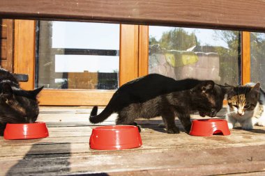 İki kedi yavrusu, siyah ve tekir, dışarıdaki tahta zeminde kırmızı plastik bir kaseden kuru yemek yiyorlar. Hayvan bakımı, beslenme ve arkadaşlık kavramı.