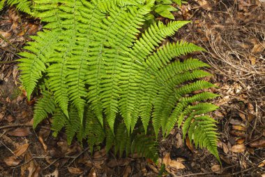 Parlak yeşil eğreltiotu yaprağı, yaz ormanlarında koyu yeşilliklerin arasında. Doğal botanik detay ve ekolojik altyapı.