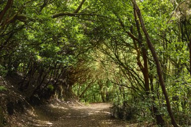 Tenerife 'deki orman yolu. Yoğun yeşil ağaçların arasından geçen güneş ışığı dalların doğal bir kemerini oluşturuyor. Huzurlu orman manzarası seyahat, yürüyüş, turizm ve eko yaşam tarzı temaları için mükemmel..