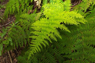 Parlak yeşil eğreltiotu yaprağı, yaz ormanlarında koyu yeşilliklerin arasında. Doğal botanik detay ve ekolojik altyapı.