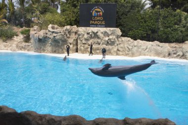 2 Eylül 2025 'te İspanya' nın Tenerife kentindeki Loro Parque 'da antrenörlerle bir gösteri sırasında bir yunus sudan atlıyor..