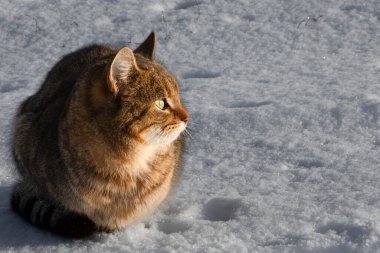 Kışın güneş ışığında beyaz kar üzerinde oturan yeşil gözlü tekir kedisi. Evcil kedi, doğa geçmişi, rahat hayvan portresi ve mevsimlik vahşi yaşam konsepti..