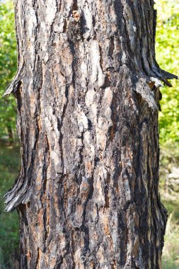 Close up of tree trunk with textured bark in forest. Natural wood surface and organic background for eco design, rustic style, and creative projects.