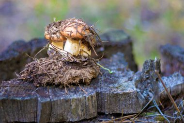 Close up of freshly picked mushrooms with soil and pine needles on old tree stump in the forest. Natural organic food, foraging and ecological lifestyle concept.