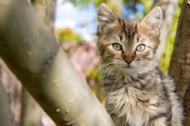 Gün ışığında ağaçta oturan sevimli tüylü kedi yavrusuna yakın çekim. Kameraya bakan yeşil gözlü meraklı genç bir kedi. Sevimli hayvan ve hayvan sevgisi konsepti.