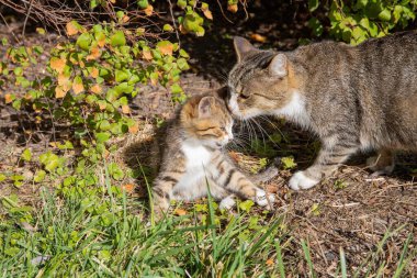 Anne kedinin kuru çimenlerde kedi yavrusunu yaladığı yakın plan. Hayvani sevgi, ilgi, şefkat ve evcil hayvan aile bağının sembolü..